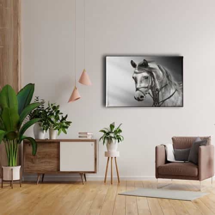 Beyaz At Kanvas Tablo