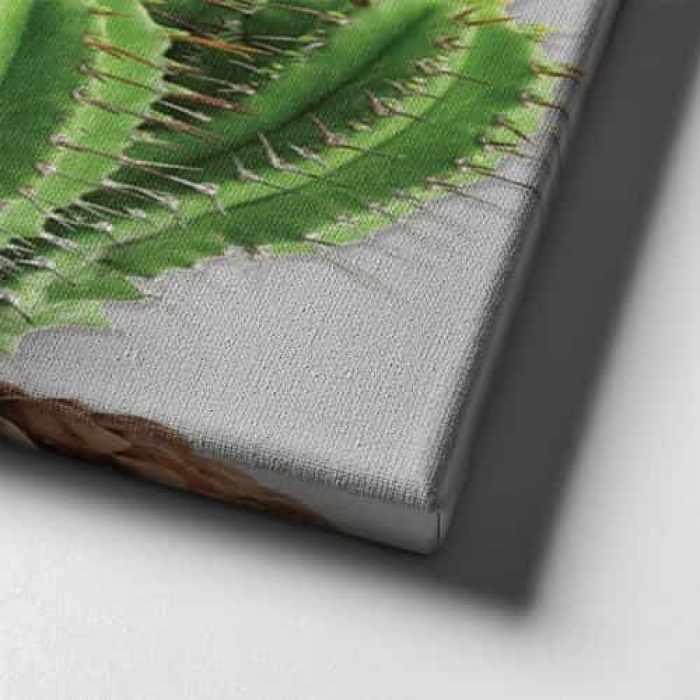 Kaktus Canvas Tablo