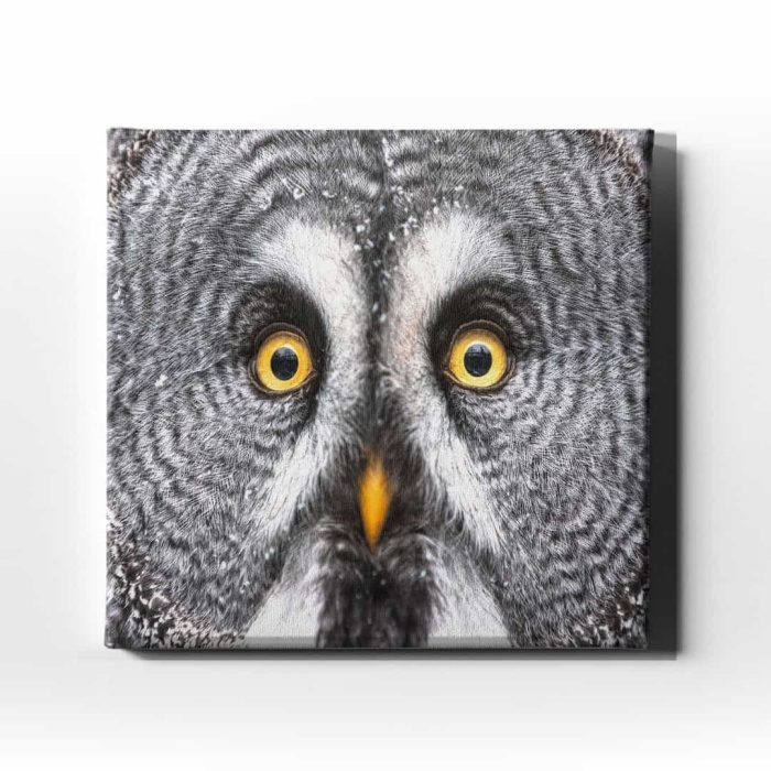 Peceli Baykus Kanvas Tablo