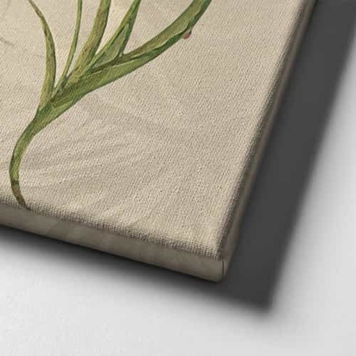 Semazen Ve Laleli Tablo