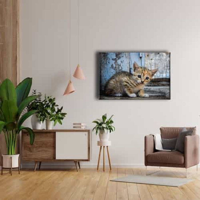 Yavru Kedi Kanvas Tablo