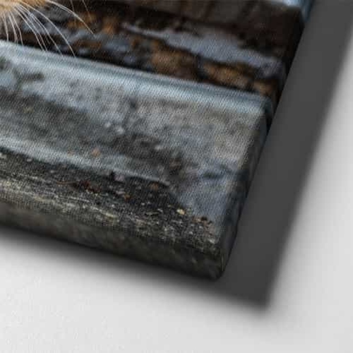 Yavru Kedi Kanvas Tablo