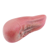 TONGUE ÇİFT KATMAN DİL