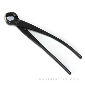 Bonsai Budak (Knob) Keskisi - Japon KIKUWA - 210 mm No.1221