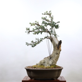 Zeytin Bonsai - Olea Europaea Sylvestris No.916