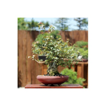 Üç Dişli Akçaağaç Bonsai - No.650