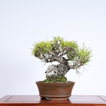 Japon Karaçamı Bonsai No.570