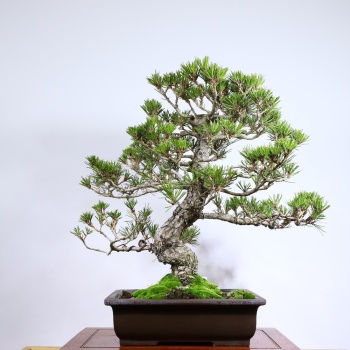 Japon Karaçamı Bonsai - Pinus thunbergii No.611