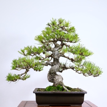 Japon Karaçamı Bonsai - Pinus thunbergii No.612