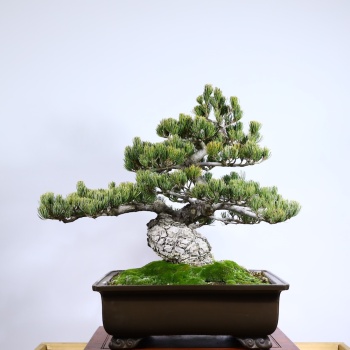 Japon Beyaz Çamı Bonsai No.629