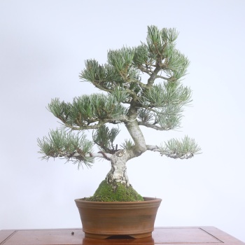 Japon Beyaz Çamı Bonsai No.638