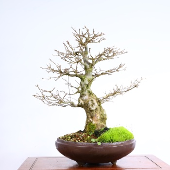 Üç Dişli Akçaağaç Bonsai - No.649