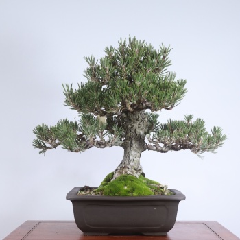 Japon Karaçamı Kotobuki Bonsai No.665