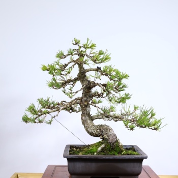 Japon Karaçamı Bonsai No.757