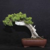 Shimpaku Itoigawa Ardıç -  No.676