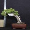 Shimpaku Itoigawa Ardıç -  No.676