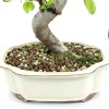Akadamalı Süper Karışım Bonsai Toprağı TK01 (2 Litre)