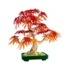 10348  iconic Japon Akçaağaç Bonsai Ağacı 474 parça +18 yaş