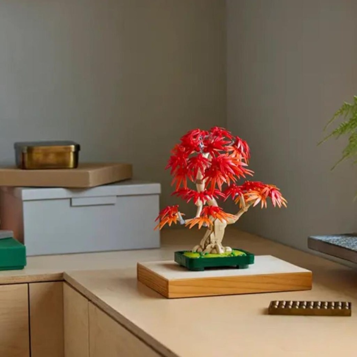 10348  iconic Japon Akçaağaç Bonsai Ağacı 474 parça +18 yaş