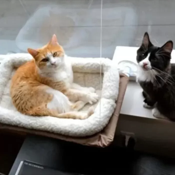 Kedi Pencere Yatağı