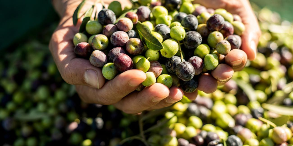 Zeytin Hasat Makineleri: Modern Zeytin Yetiştiriciliğinin Temel Aracı