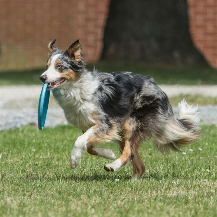 Hem  Eğitici Ve Hem Eğlenceli Yuvarlak Hafif Ağırlıklı Köpek Frizbi Oyuncağı (K0)