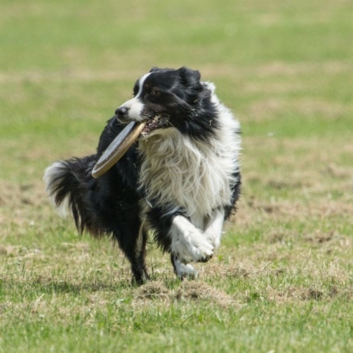 Hem  Eğitici Ve Hem Eğlenceli Yuvarlak Hafif Ağırlıklı Köpek Frizbi Oyuncağı (K0)
