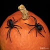Kara Dul Örümcek Siyah 3916336