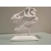 T-Rex Kafatası Biblo Beyaz 308335