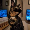 Apple Airtag Kedi 10Mm Yaka Tutucu Plastik Aparat