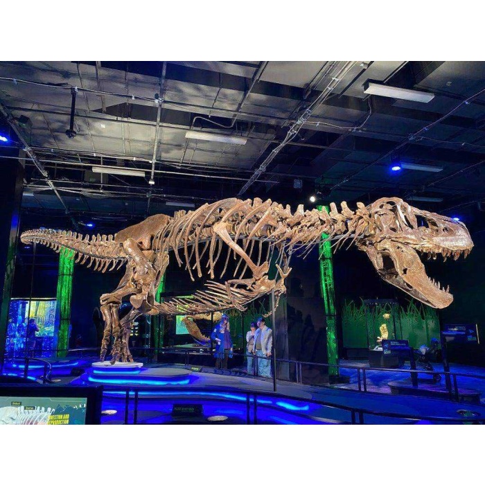 Gastralia (Göbek Kaburga) Ve Diğer Anatomik Düzeltmeler İle T-Rex İskeleti Plastik Aparat
