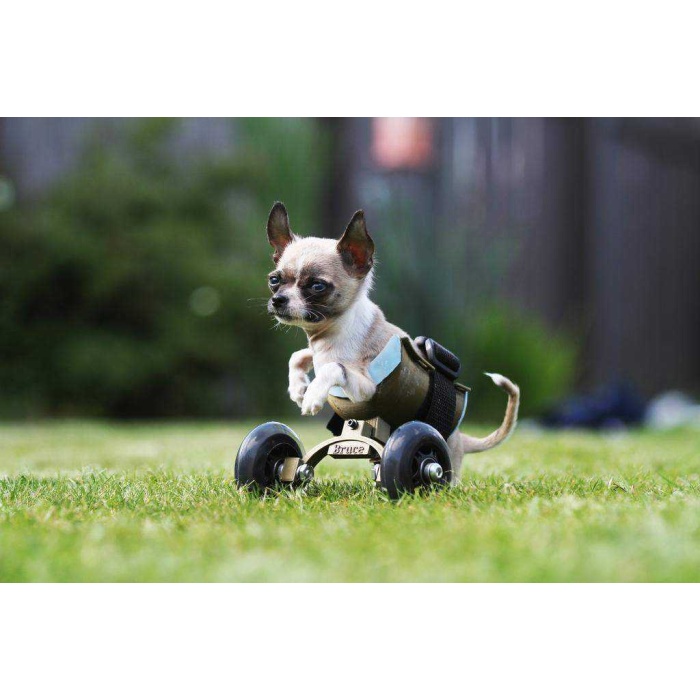 Küçük Köpek / Kedi İçin Tekerlekli Sandalye Plastik Aparat