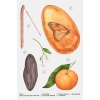 ZARA GOLDEN DECADE WINTER EDP 80 ML (2.7 FL. OZ).İND