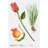 ZARA TRUE AMORE EDP 100ML (3.4 FL. OZ).