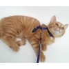 Ayarlanabilir Kedi Tasması 120 Cm (4 Renk)