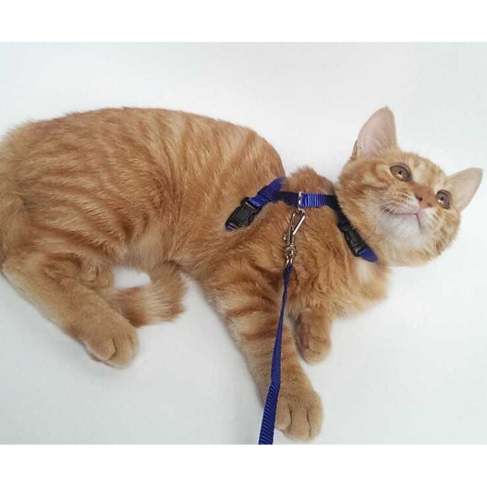 Ayarlanabilir Kedi Tasması 120 Cm (4 Renk)