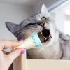 Dondurma şekli̇nde Kedi̇ Nanesi̇ Kedi̇ Otu