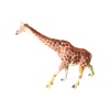 Vahşi Hayvanlar Serisi - E033-Zürafa
