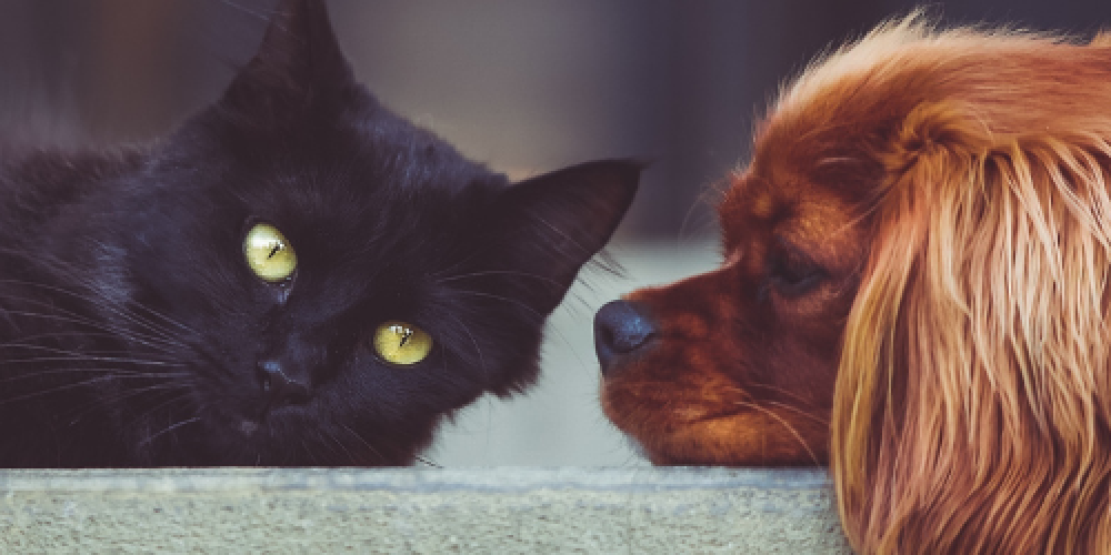Kedinizin ya da Köpeğinizin Ayrılık Kaygısı ile Nasıl Başa Çıkarsınız?