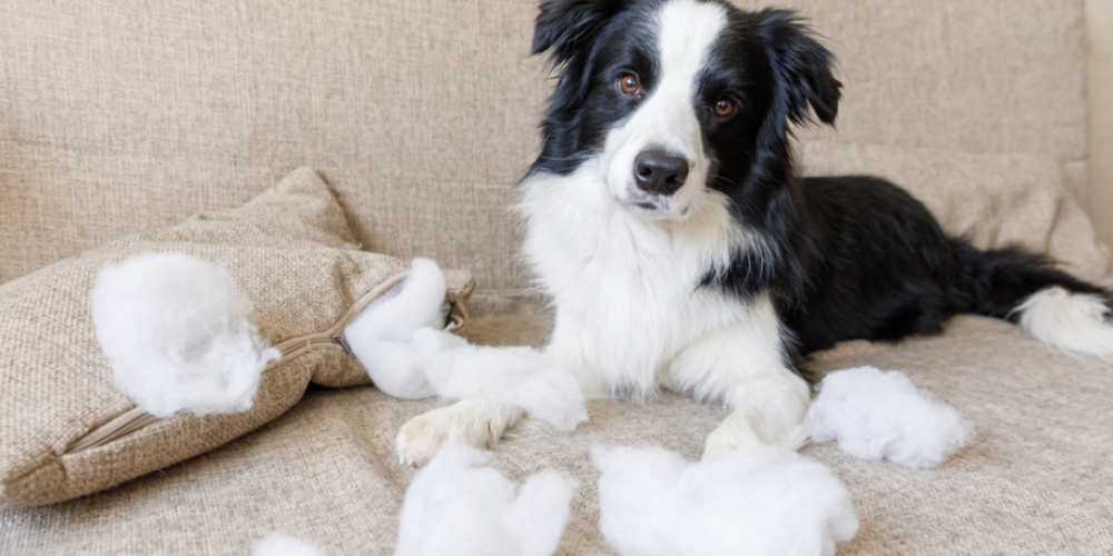 Köpeklerde Davranış Bozuklukları