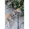 Karanlıkta Parlayan Reflektörlü Şık Kedi Harness, Kedi Yürüme Tasması, Kedi Güvenlik Tasması - NPC011