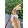 Sarı Kırmızı Fanatik Kedi Göğüs Tasması, Fanatik Kedi Gezdirme Tasması - NPC014