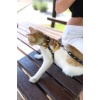 Sarı Lacivert Fanatik Kedi Tasması, Kedi Gezdirme Tasması, Kedi Göğüs Tasması