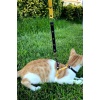 Sarı Lacivert Fanatik Kedi Tasması, Kedi Gezdirme Tasması, Kedi Göğüs Tasması