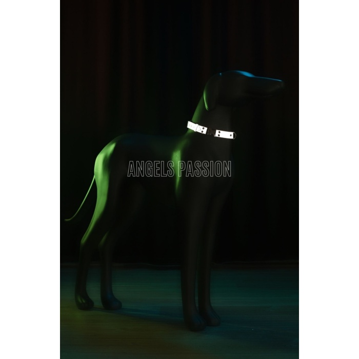 Güvenlik Öncelikli Köpek Tasması, Reflektörlü Şık Köpek Boyun Tasması - NPD011