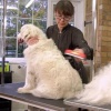 Uzun Tüylü Köpekler İçin Kolay Tarama Fırçası Temizlenebilir Çelik Tarak Tüy Toplayıcı Mediu