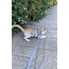 Renkli Reflektör Karanlıkta Parlayan Şık Kedi Harness, Kedi Yürüme Tasması, Kedi Güvenlik Tasması