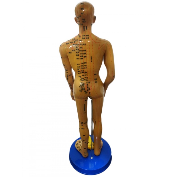 Akupunktur İnsan Modeli Tam Boy 50 Cm