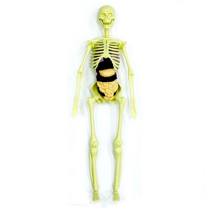 The Human Body İnsan Vücudu 3D Eğitim Seti 3302
