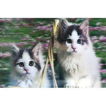 5D Elmas Boyama Sevimli Kediler İkili Kedi Resmi Tablosu 40x60 cm 